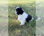 Small Photo #2 Shih Tzu Puppy For Sale in MONROE, NC, USA