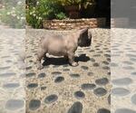 Small Photo #10 French Bulldog Puppy For Sale in WHITTIER, CA, USA