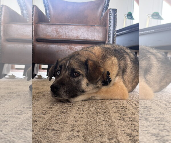 Medium Photo #5 Siberian Husky-Unknown Mix Puppy For Sale in Sandy, UT, USA