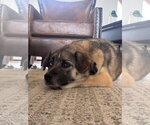 Small Photo #5 Siberian Husky-Unknown Mix Puppy For Sale in Sandy, UT, USA