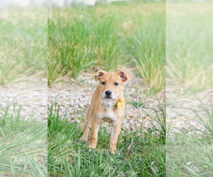 Labrador Retriever-Unknown Mix Dogs for adoption in Sandy, UT, USA