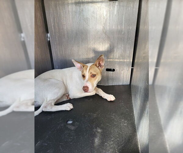 Medium Photo #1 Mutt Puppy For Sale in San Antonio, TX, USA