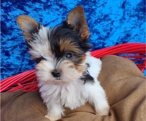 Yorkshire Terrier Puppy for Sale in SARASOTA, Florida USA