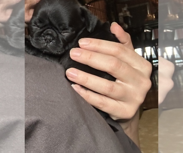 Medium Photo #1 Pug Puppy For Sale in BLOOMINGTON, IL, USA