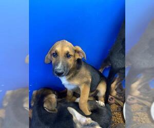 German Shepherd Dog Dogs for adoption in Chula Vista, CA, USA