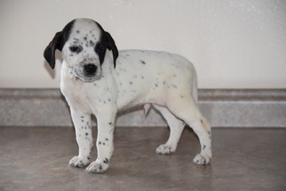 beagle dalmatian mix puppy