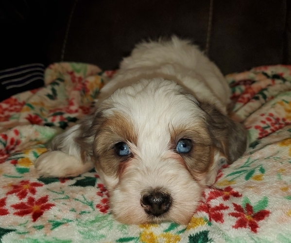 Medium Photo #31 Bernedoodle (Miniature) Puppy For Sale in LEETONIA, OH, USA