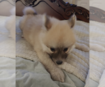 Small Photo #59 Pomsky Puppy For Sale in LOVELAND, CO, USA