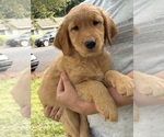 Puppy Puppy 5 Green Golden Retriever