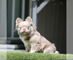 Father of the French Bulldog puppies born on 11/02/2025