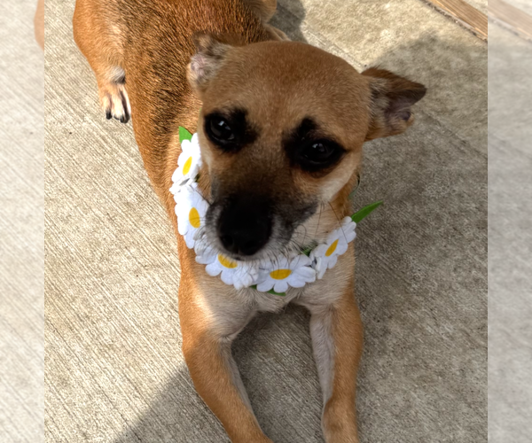 Medium Photo #2 Chihuahua-Unknown Mix Puppy For Sale in HOUSTON, TX, USA