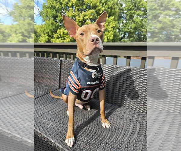 Medium Photo #15 American Pit Bull Terrier-Unknown Mix Puppy For Sale in Mundelein, IL, USA