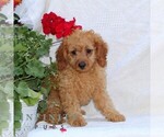 Small #1 Cavapoo