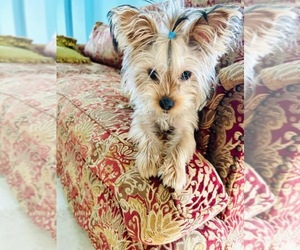 Yorkshire Terrier Puppy for sale in TERRELL HILLS, TX, USA