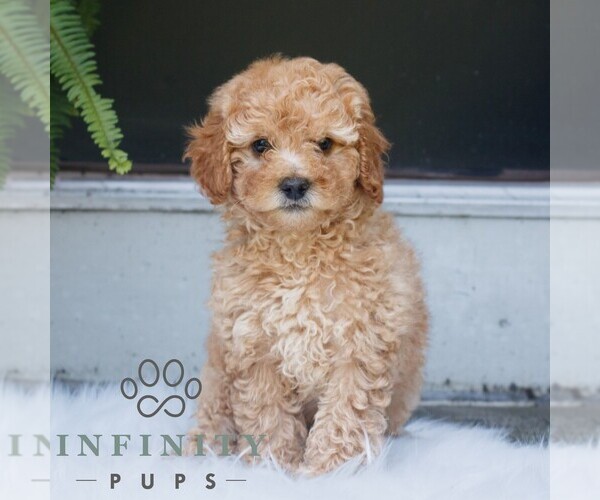 Medium Photo #4 Poodle (Miniature) Puppy For Sale in HONEY BROOK, PA, USA