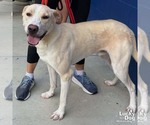Small #2 Labrador Retriever-Retriever  Mix