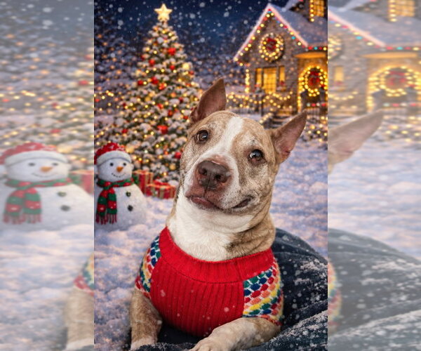 Medium Photo #2 American Staffordshire Terrier Puppy For Sale in Lawrenceville, NJ, USA