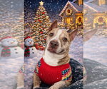 Small Photo #2 American Staffordshire Terrier Puppy For Sale in Lawrenceville, NJ, USA