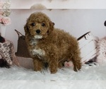 Puppy Finley AKC Poodle (Miniature)