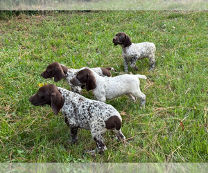 German Shorthaired Pointer Puppy for Sale in WALLER, Texas USA