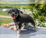 Small #2 Chihuahua
