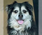 Small #10 Cocker Spaniel-Pembroke Welsh Corgi Mix