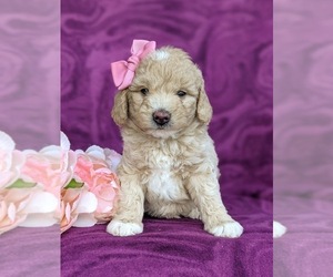 Goldendoodle-Poodle (Miniature) Mix Puppy for sale in OXFORD, PA, USA