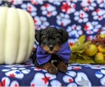Small Photo #11 YorkiePoo Puppy For Sale in KIRKWOOD, PA, USA