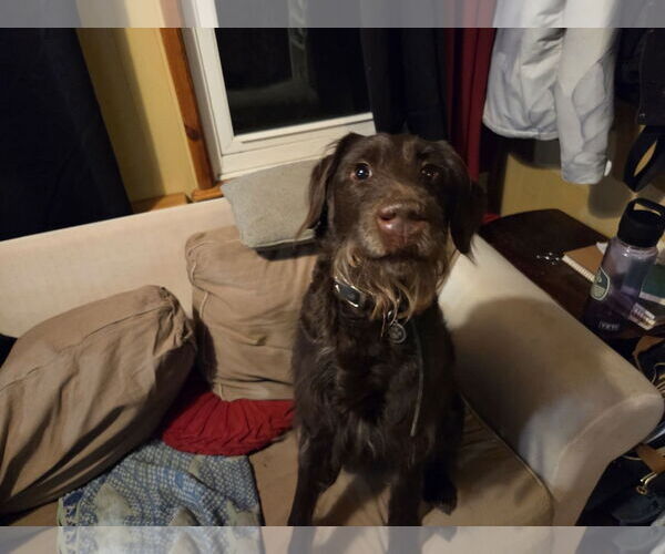 Medium Photo #3 German Wirehaired Pointer-Unknown Mix Puppy For Sale in Mouth Of Wilson, VA, USA