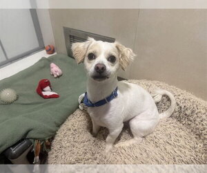 Maltipoo (Miniature) Dogs for adoption in Berkeley , CA, USA