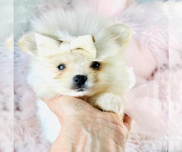Medium Photo #13 Pomeranian Puppy For Sale in HOLLYWOOD, FL, USA