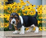 Small #1 Basset Hound