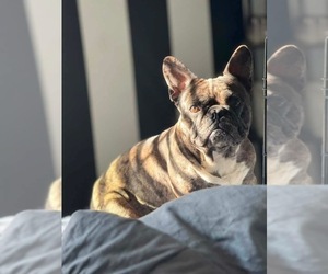 Father of the French Bulldog puppies born on 08/05/2026