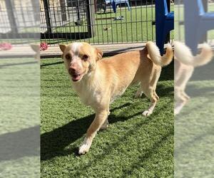 Chihuahua Dogs for adoption in Sacramento, CA, USA