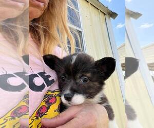 Pembroke Welsh Corgi Puppy for sale in CLARKTON, NC, USA