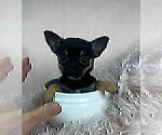 Small #10 Chihuahua