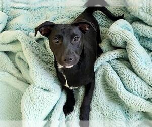 Labrador Retriever-Unknown Mix Dogs for adoption in Tulsa, OK, USA