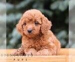 Image preview for Ad Listing. Nickname: Cocoa