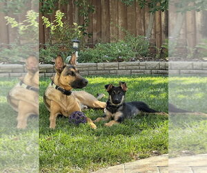 German Shepherd Dog Dogs for adoption in West Sacramento, CA, USA