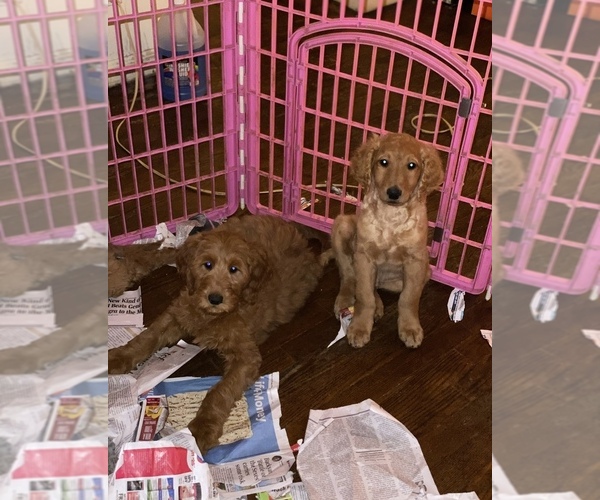 Medium Photo #24 Goldendoodle-Poodle (Standard) Mix Puppy For Sale in DETROIT, MI, USA