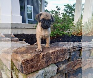 Pug Puppy for sale in WATSONTOWN, PA, USA