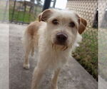 Small #1 Wheaten Terrier Mix