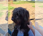 Small Photo #7 Bearded Collie-Unknown Mix Puppy For Sale in Rustburg, VA, USA