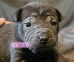 Puppy 4 Chinese Shar-Pei