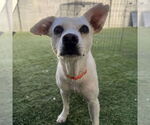 Small Chihuahua