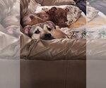 Small Photo #3 Mutt Puppy For Sale in Princeton, MN, USA