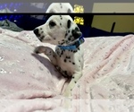 Small Photo #18 Dalmatian Puppy For Sale in TEMPLE, TX, USA