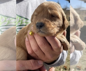 Golden Retriever Puppy for Sale in AMITY, Arkansas USA