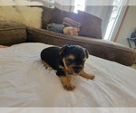 Small Photo #5 Yorkshire Terrier Puppy For Sale in PIQUA, OH, USA