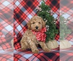 Small Photo #5 Poodle (Miniature) Puppy For Sale in LEOLA, PA, USA